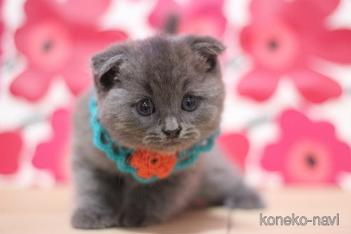 成約済の東京都のスコティッシュフォールド(折れ耳)-66728